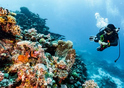 Un buceador en la Gran Barrera de Coral, en Australia.