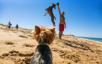 Perros saltando en La Aceitera, uno de los tramos de la playa gaditana de Zahora, de tres kil&oacute;metros de longitud.