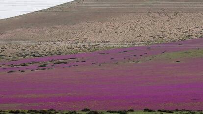 O deserto chileno com flores.