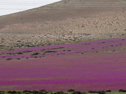 O deserto chileno com flores.