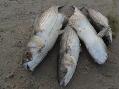 Cuatro de las decenas de peces muertos en el lago artificial de la Devesa de l&#039;Albufera de Valencia. 