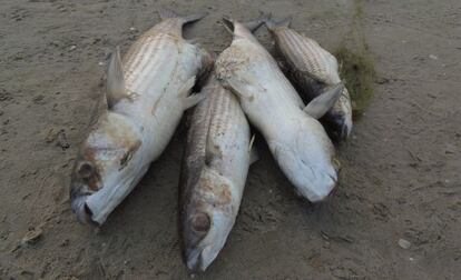 Cuatro de las decenas de peces muertos en el lago artificial de la Devesa de l&#039;Albufera de Valencia. 