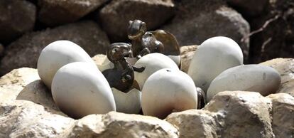Huevos de dinosaurio recién eclosionados.