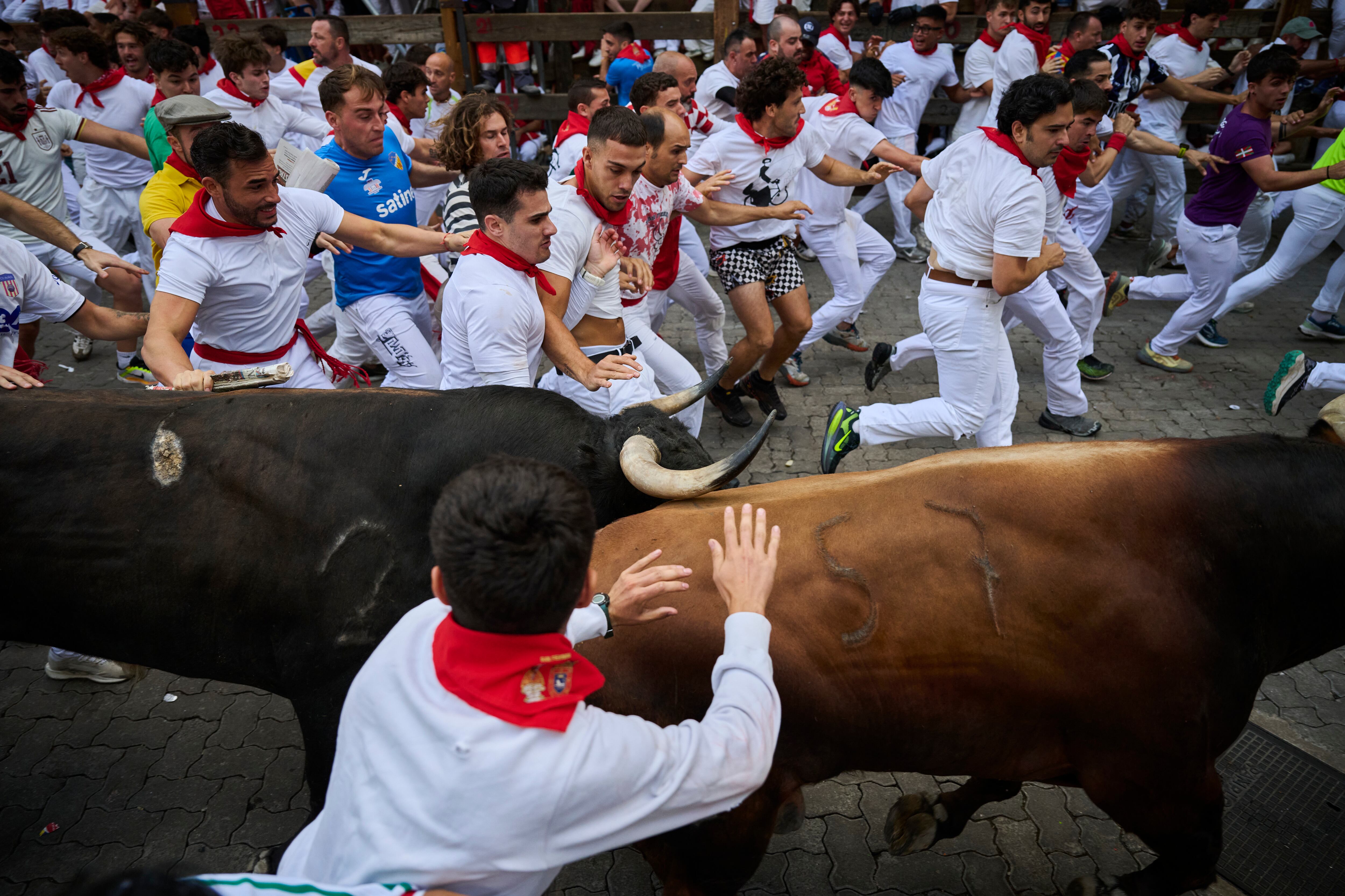Los mozos corren junto a la manada de la ganadería de Palmosilla en San Fermín, antes de entrar en la plaza de toros.