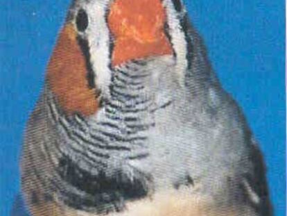 El pájaro <i>zebra finch</i> tiene la mitad del cuerpo de cada sexo.