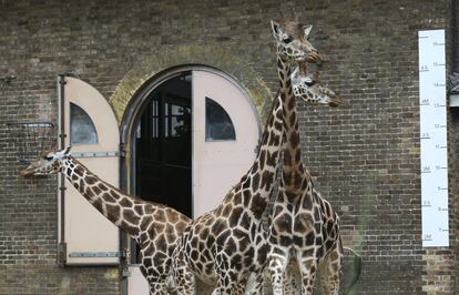 The giraffes at London Zoo stand beside a tape measure during its annual weigh in, in London, Thursday, Aug. 23, 2018. The zoo is home to more than 19,000 animals of 800 different species. The keepers regularly record the heights and weights of all the creatures as a key way of monitoring the residents' overall wellbeing. (AP Photo/Nishat Ahmed)