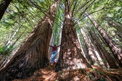 Una senderista en el monumento natural de las Secuoyas del Monte Cabezón.