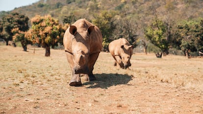 Parque nacional Kruger de Sudáfrica