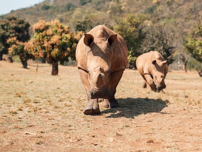 Dos crías de rinoceronte huérfanas después de haber sido rescatadas de la caza furtiva, en el parque nacional Kruger de Sudáfrica.