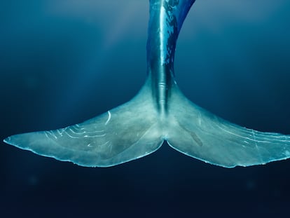 Cachalotes en el Mediterráneo: tras el rastro sonoro del gigante marino 