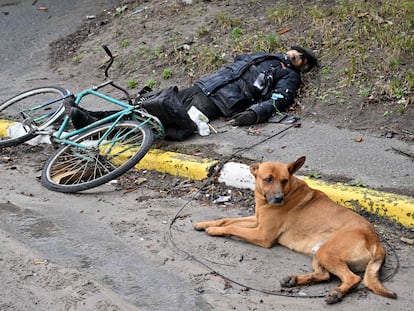 Un perro permanece tumbado junto al cadáver de una persona en la ciudad ucrania de Bucha, este domingo.