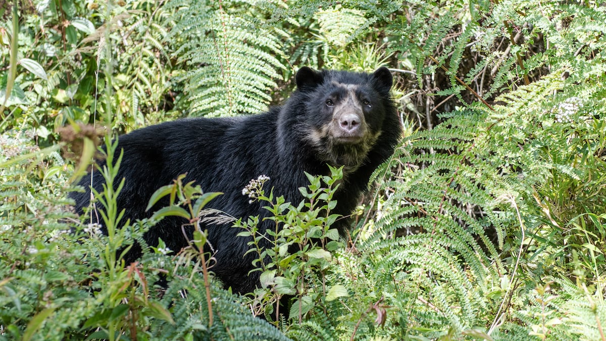 共食いとその食生活に関する手がかり：アンデスクマの目から見た4か月 |未来のアメリカ