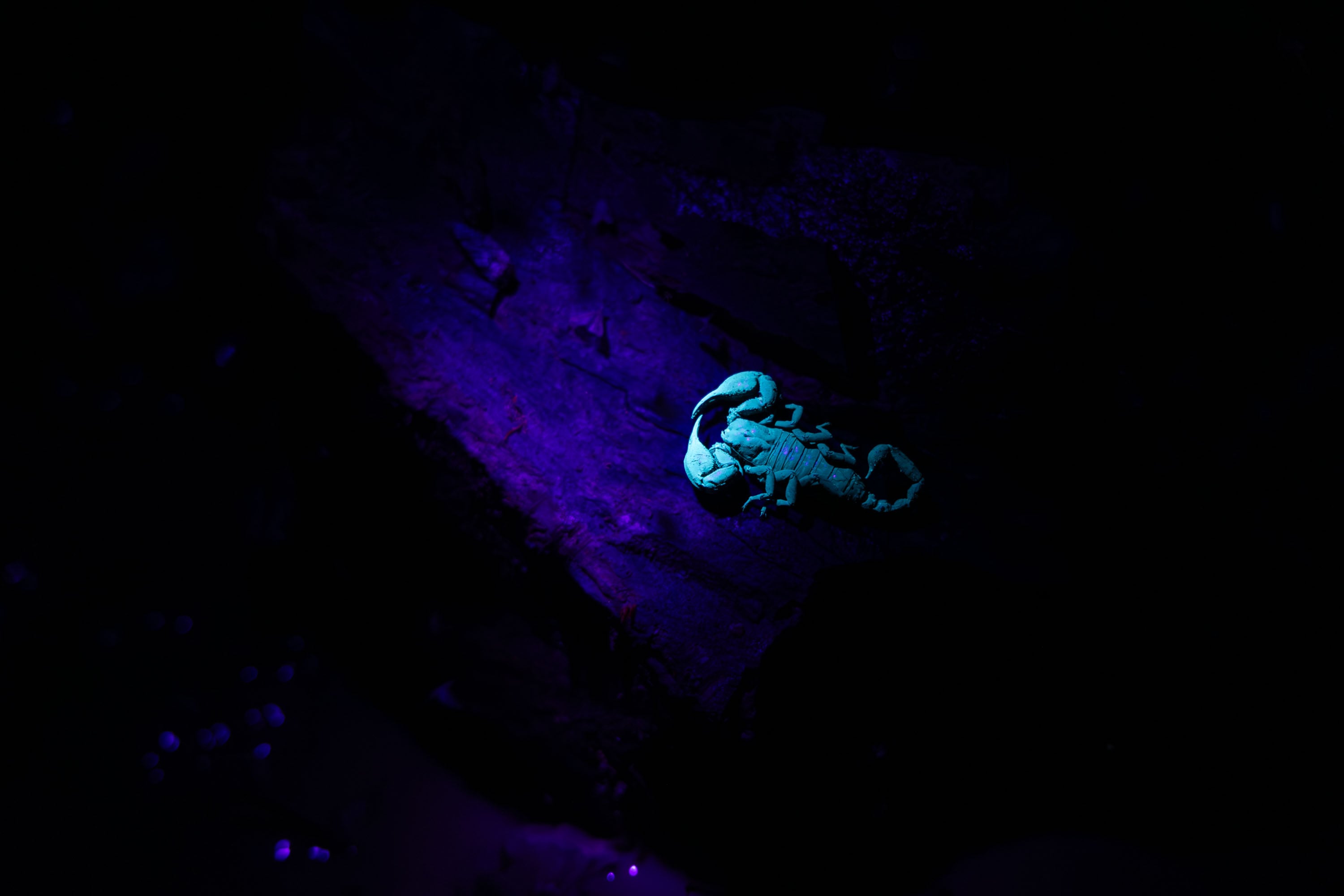 Un alacrán o escorpión, reacciona a la luz ultravioleta.