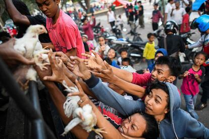 Supervivientes del desastre natural en Indonesia pelean por conseguir un pollo vivo, distribuidos por un camión de la policía, en las afueras de un campamento improvisado en Palu.