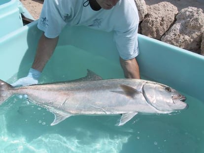El medregal o Seriola dumerili es el pescado que ha generado más casos de intoxicación por ciguatera en Canarias