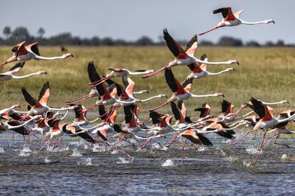 Una bandada de flamencos sobrevuelan Makgadikgadi.