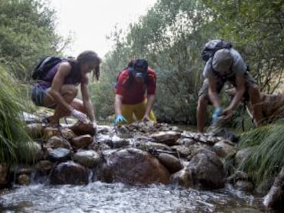 Voluntarios limpian La Pedriza el pasado agosto.