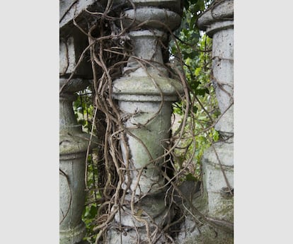 Las raíces crecen entre la barandilla de las escaleras de la Casa do Cortés (Guísamo).