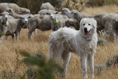 Un perro ovejero con un collar de monitoreo, colocado para estudiar la relación entre los pumas y los canes. 