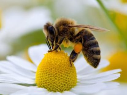 Abeja recolectando polen.