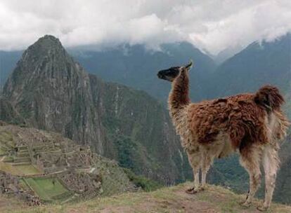 Una llama en un cerro sobre las ruinas de Machu Picchu.