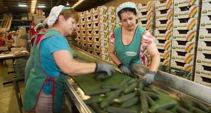 Trabajadoras de una empresa de pepinos de El Ejido, Almería.