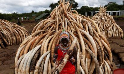 Un masai posa junto a los colmillos antes de su incineración.