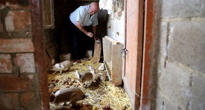 Pedro García, de 74 anos, revisa cómo se encuentran sus conejos tras volver a Moropeche.
