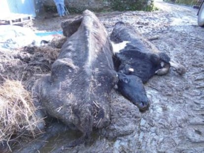 Foto de cadáveres a la espera de ser retirados tomada de la página de Facebook de un miembro de los llamados Jinetes Enmascarados.