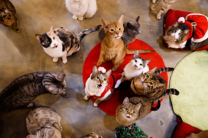 Un grupo de gatos en una cafetería que acoge a estos felinos en Seúl, esta semana.