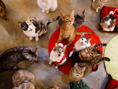 Un grupo de gatos en una cafetería que acoge a estos felinos en Seúl, esta semana.