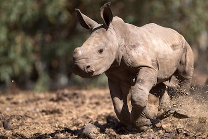 El Safari Park de Tel Aviv (Israel) presenta en sociedad a una cría de rinoceronte blanco nacida hace tres semanas.