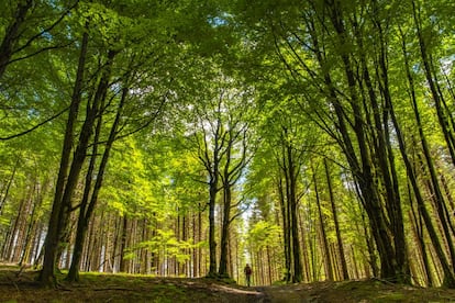 Un excursionista en un hayedo de Quinto Real, en el norte de Navarra. 