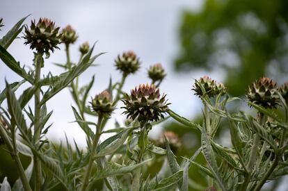 Planta del cardo con flor.