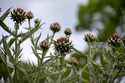 Planta del cardo con flor. 