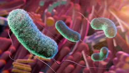 ‘Sexto sentido’ en el intestino