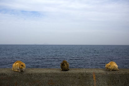 Gatos descansan en uno de los muros del embarcadero de la isla de Aoshima.