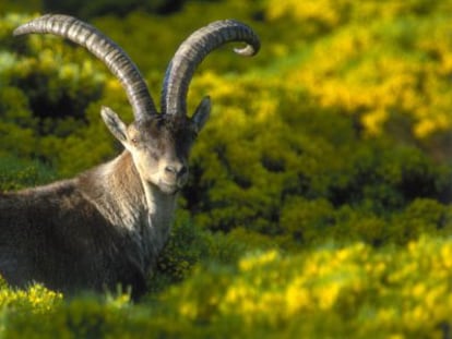 Una cabra montés en la sierra de Gredos (Ávila).