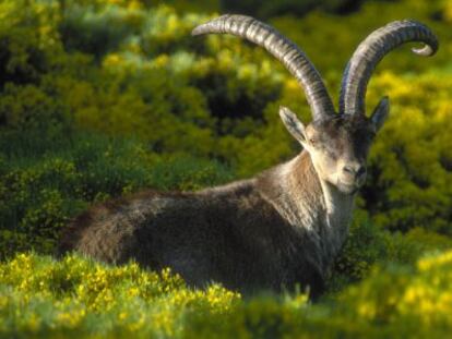 Una cabra montés en la sierra de Gredos (Ávila).