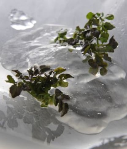 Gelatina de agua de manantial con berros y hoja de wasabi.