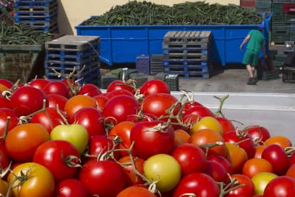 Tomates y pepinos destinados al vertedero por el bloqueo comercial.