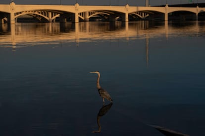 Un ave en el lago de Tempe (Arizona), el 12 de julio.