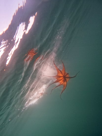 Uno de los pulpos que el pescador gallego Sergio Carracedo devuelve al mar después de capturados porque pesan menos de un kilo.