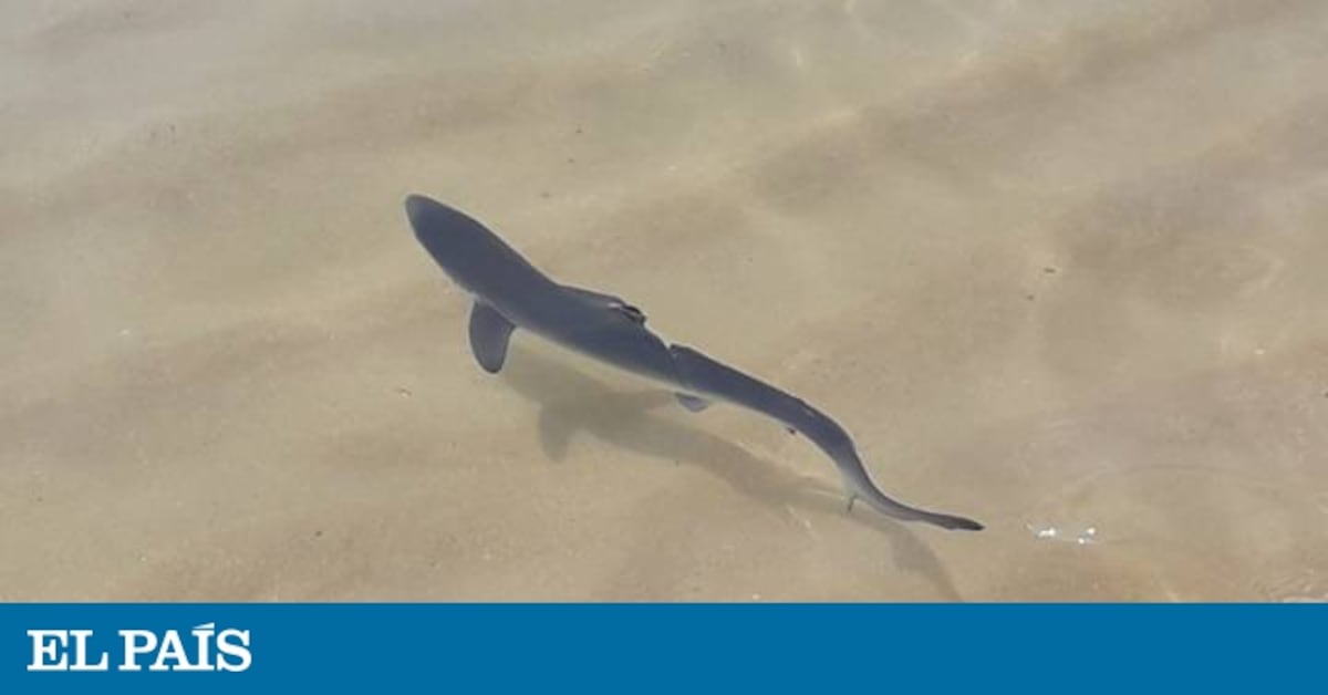 The mystery of the blue shark sightings in Galicia