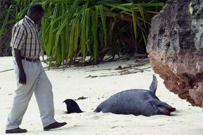 Un hombre contempla el cadáver de un delfín en la playa de Kendwa, en Zanzíbar.