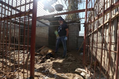 El veterinario Amir Khalil durante el momento de la evacuación del león Simba en el zoo de Mosul.