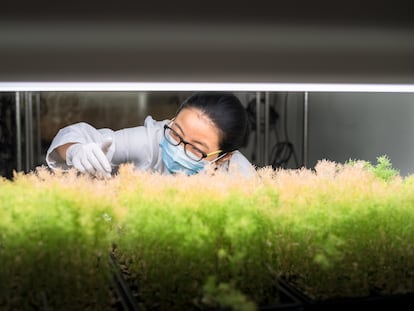 Una científica examina plantas transgénicas en China.