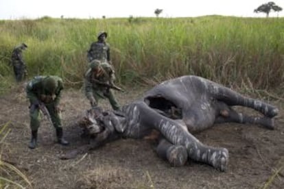 Un grupo de guardabosques hallan a un elefante abatido