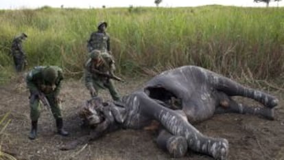 Un grupo de guardabosques hallan a un elefante abatido