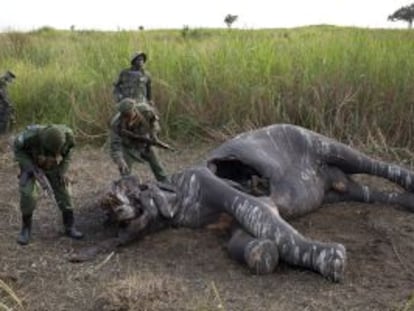 Un grupo de guardabosques hallan a un elefante abatido